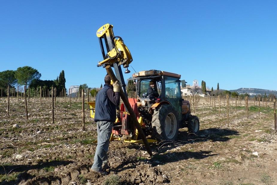 Plantation de piquets bois sur jeune vigne de syrah Chateau de Lancyre AOC Coteaux du Languedoc Pic Saint Loup