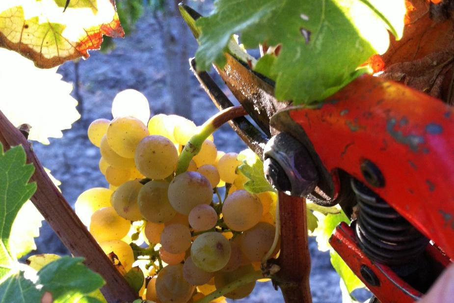 harvesting by hand pic saint loup wine